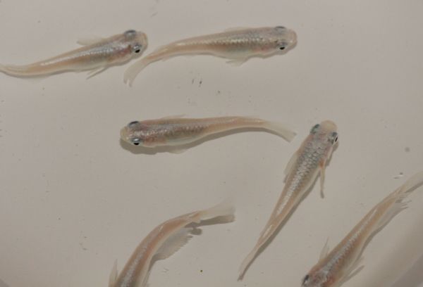 新品】【現物出品】 幹之 白体色フルボディ 鉄仮面 メダカ (みゆき 