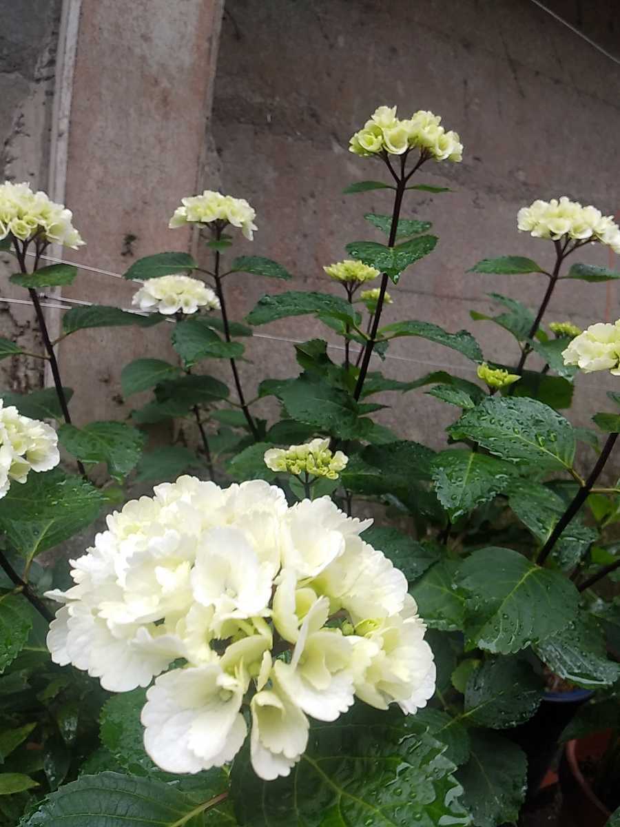 黒軸アジサイ 挿し穂 挿し木用 2本 送料 198 の落札情報詳細 ヤフオク落札価格情報 オークフリー スマートフォン版