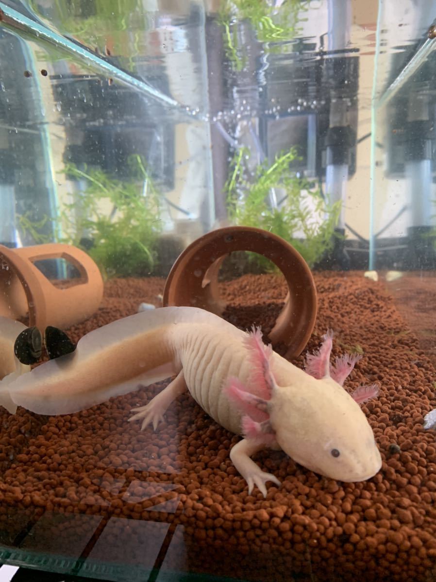 ウーパールーパー 繁殖サイズ 雌 の落札情報詳細 ヤフオク落札価格情報 オークフリー スマートフォン版