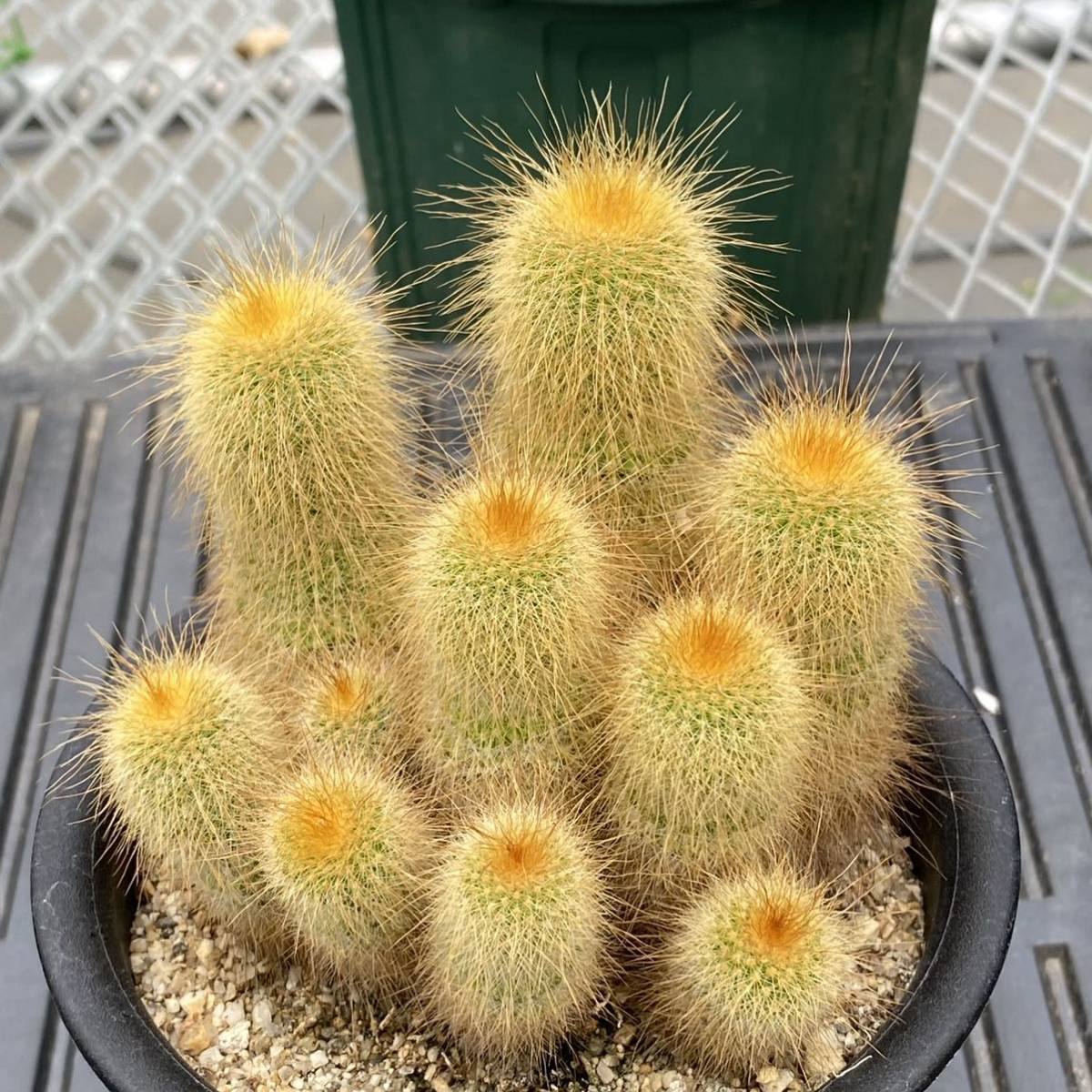 新品 エリオカクタス 金晃丸 サボテン 多肉植物 の落札情報詳細 ヤフオク落札価格情報 オークフリー スマートフォン版