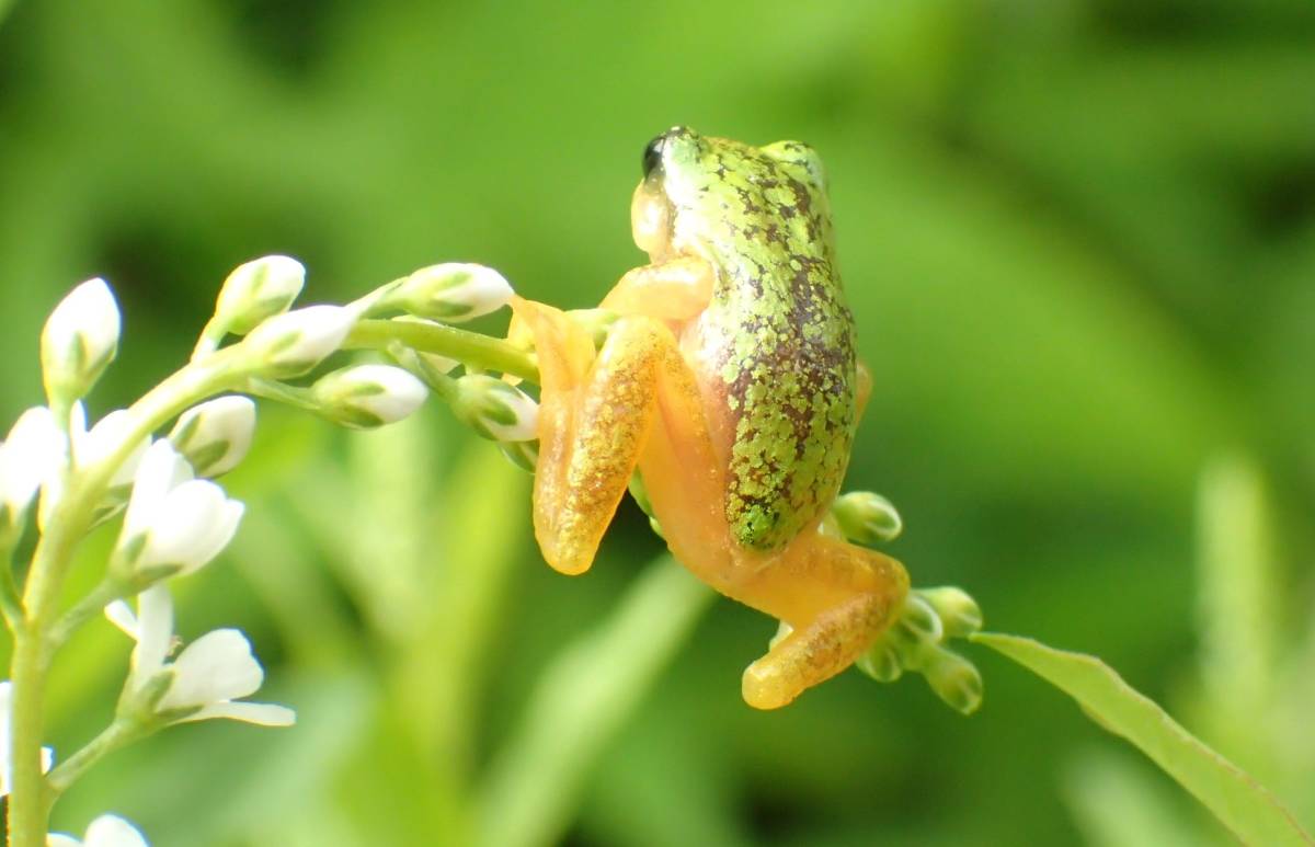 透明アマガエル二匹