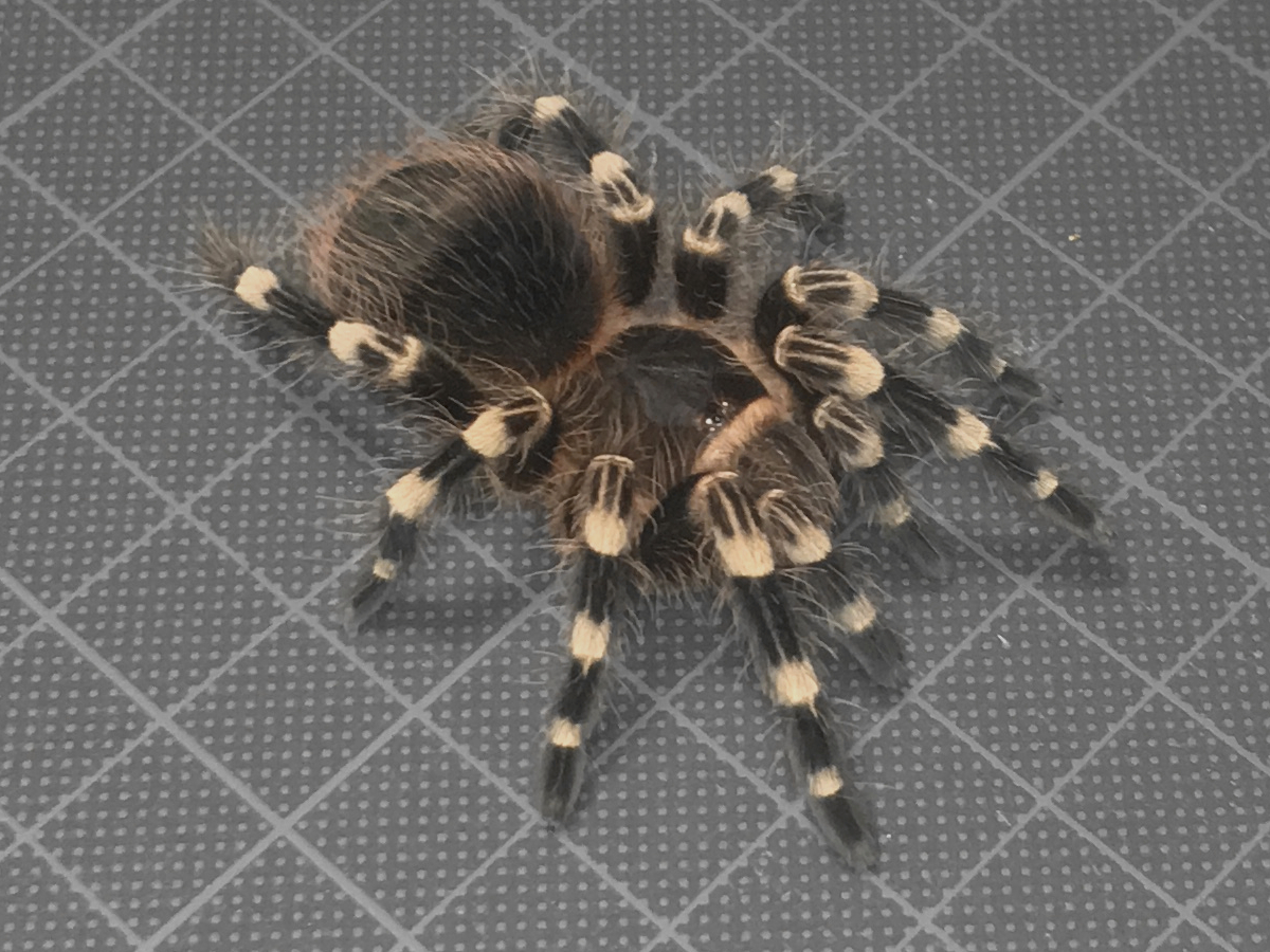 タランチュラ】Acanthoscurria geniculata サンタレムピンクヘアード ...