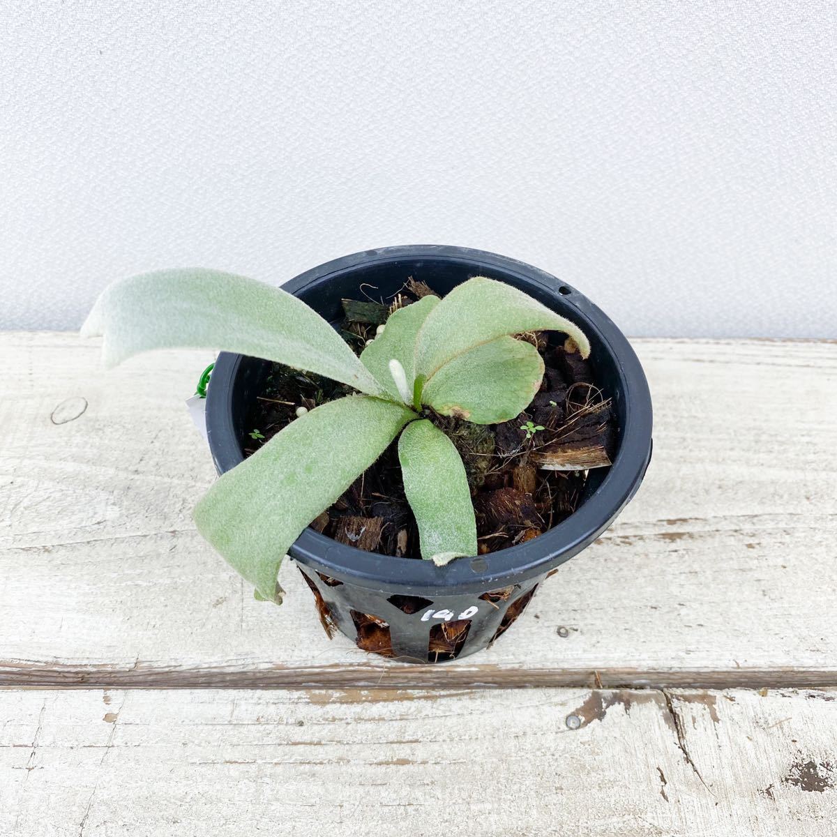 P.willinckii