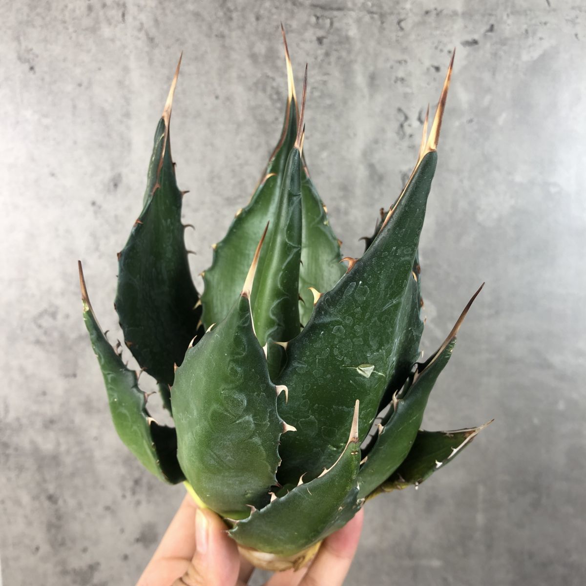 アガベ　モンタナ　特大 アガベ モンタナ 特大 - メルカリ