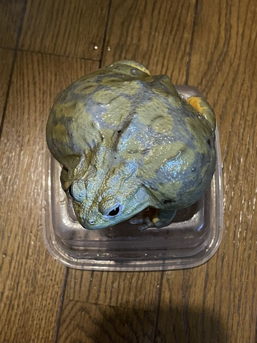 新品 アフリカウシガエル 国内cb 飼い込み 10cmオーバー 309g 大きい なんでも食べます オス の落札情報詳細 ヤフオク落札価格情報 オークフリー スマートフォン版