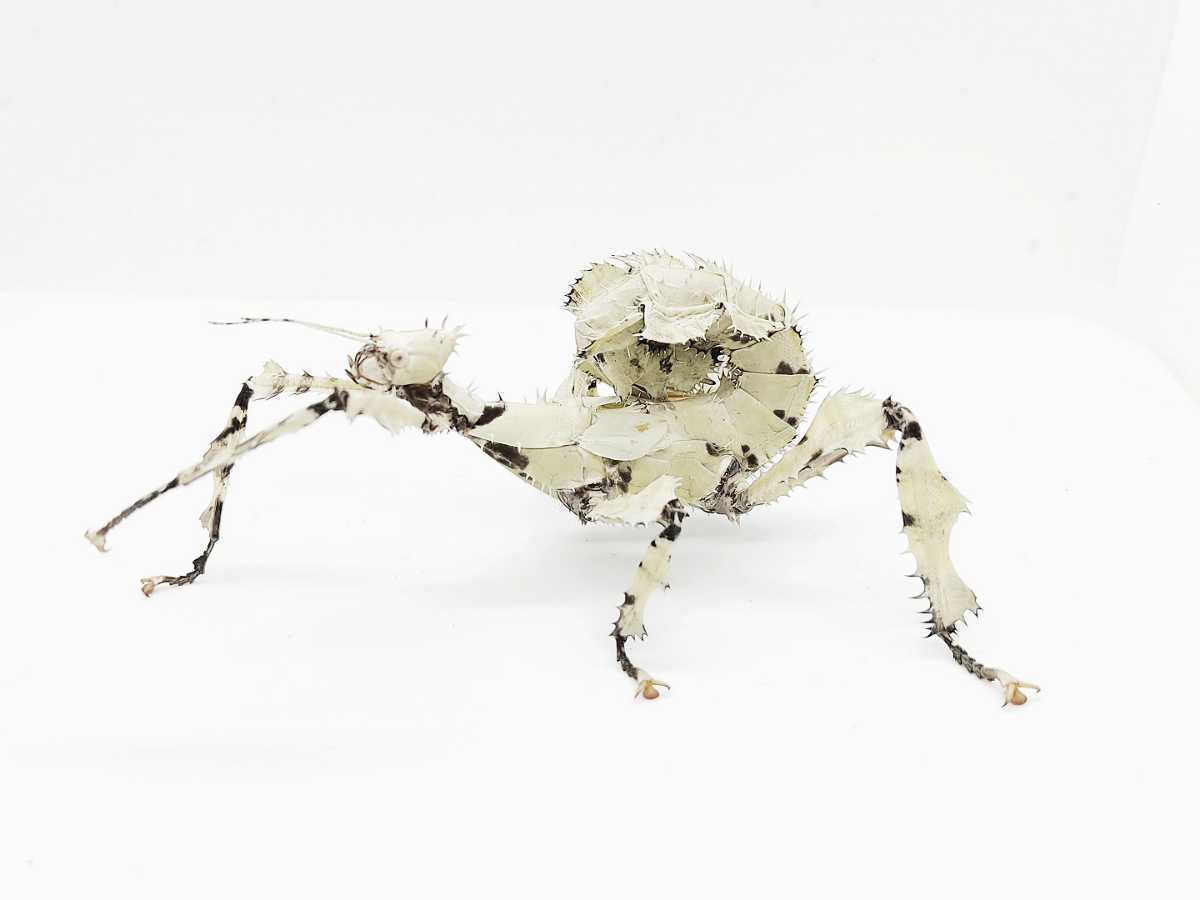 ユウレイヒレアシナナフシ 卵150個 Extatosoma tiaratum ナナフシ