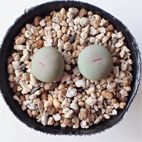 バンジリー Conophytum calculus vanzylii SH433 コノフィツム