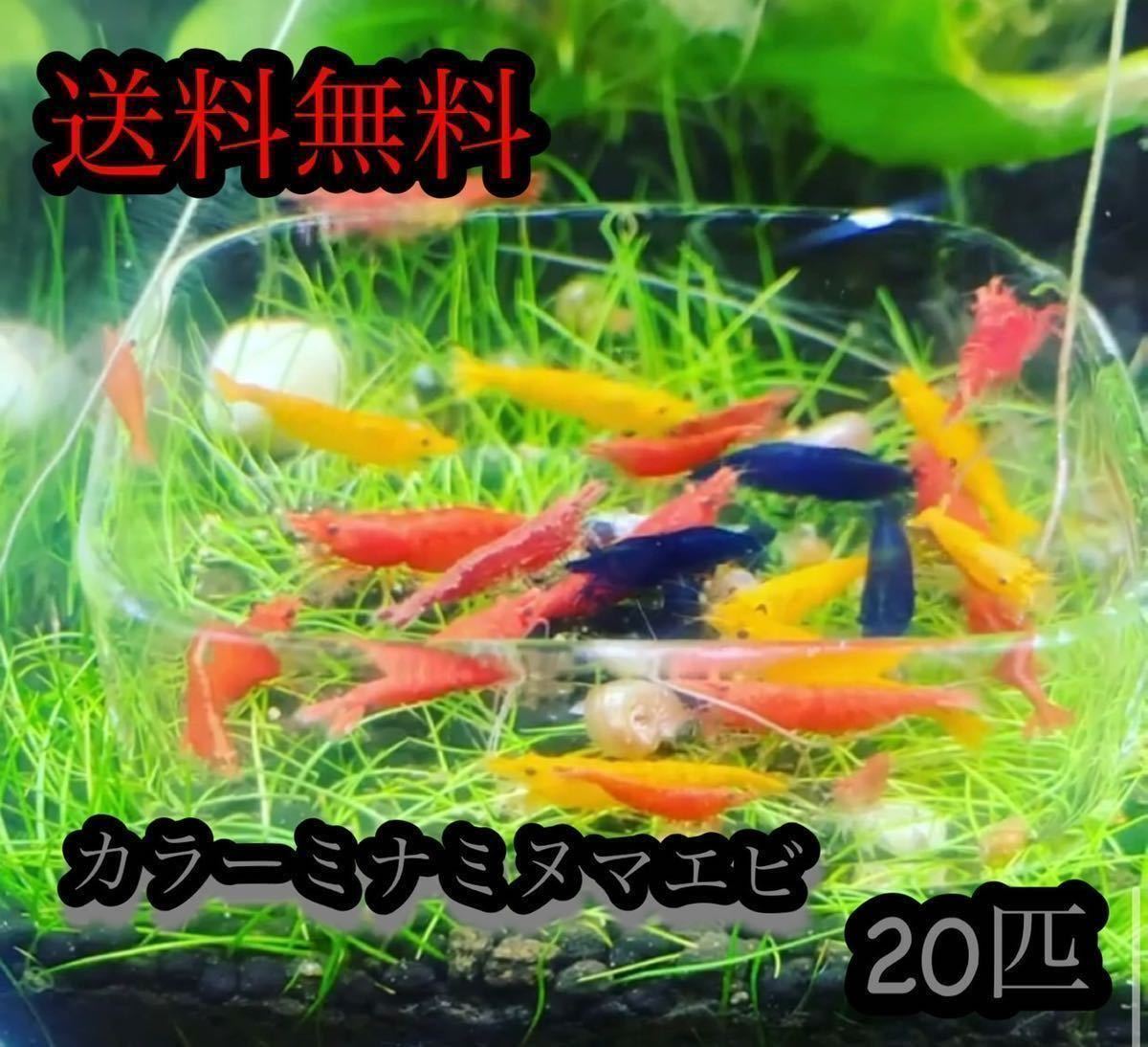 目立った傷や汚れなし カラーミナミヌマエビ 匹 ミナミヌマエビ 赤いミナミヌマエビ チェリーシュリンプ アナカリス メダカ 金魚 水草 の落札情報詳細 ヤフオク落札価格情報 オークフリー スマートフォン版