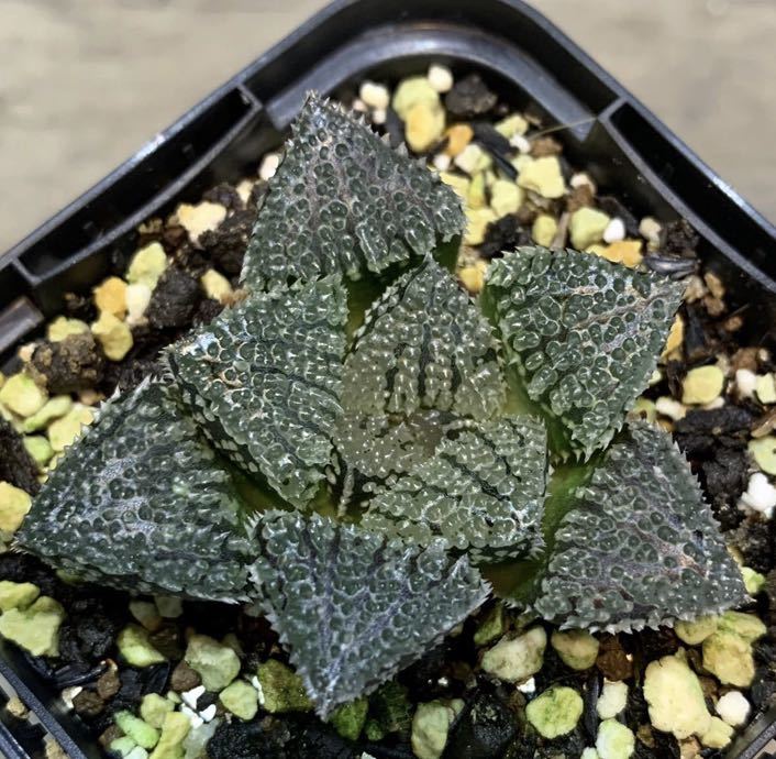 スノーレパード ハオルチア 多肉植物 【公式通販】