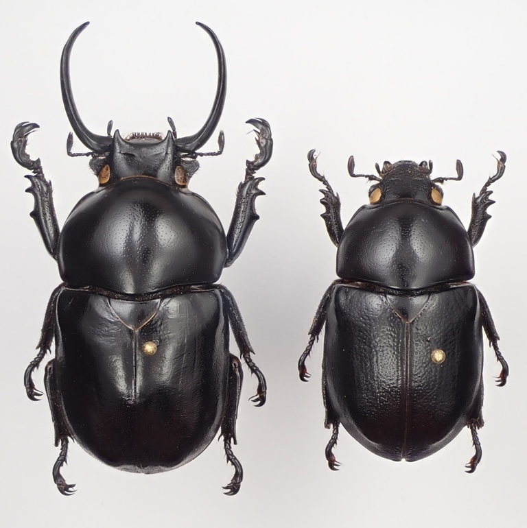 パナマ産 オプティマキンイロコガネ 25mm パナマ産オプティマキンイロ