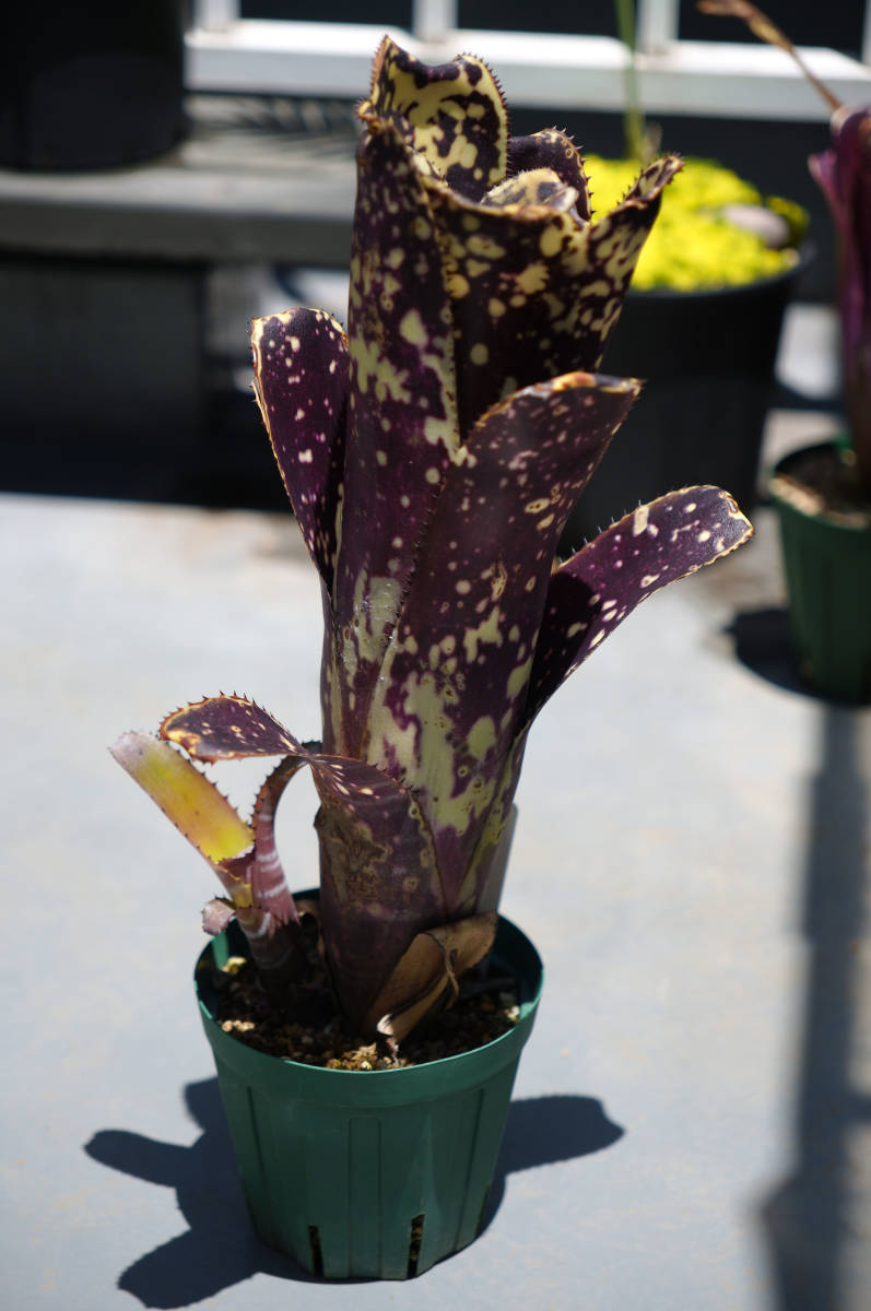 やや傷や汚れあり】ビルベルギア オーレ 子株付き Billbergia 'Ole