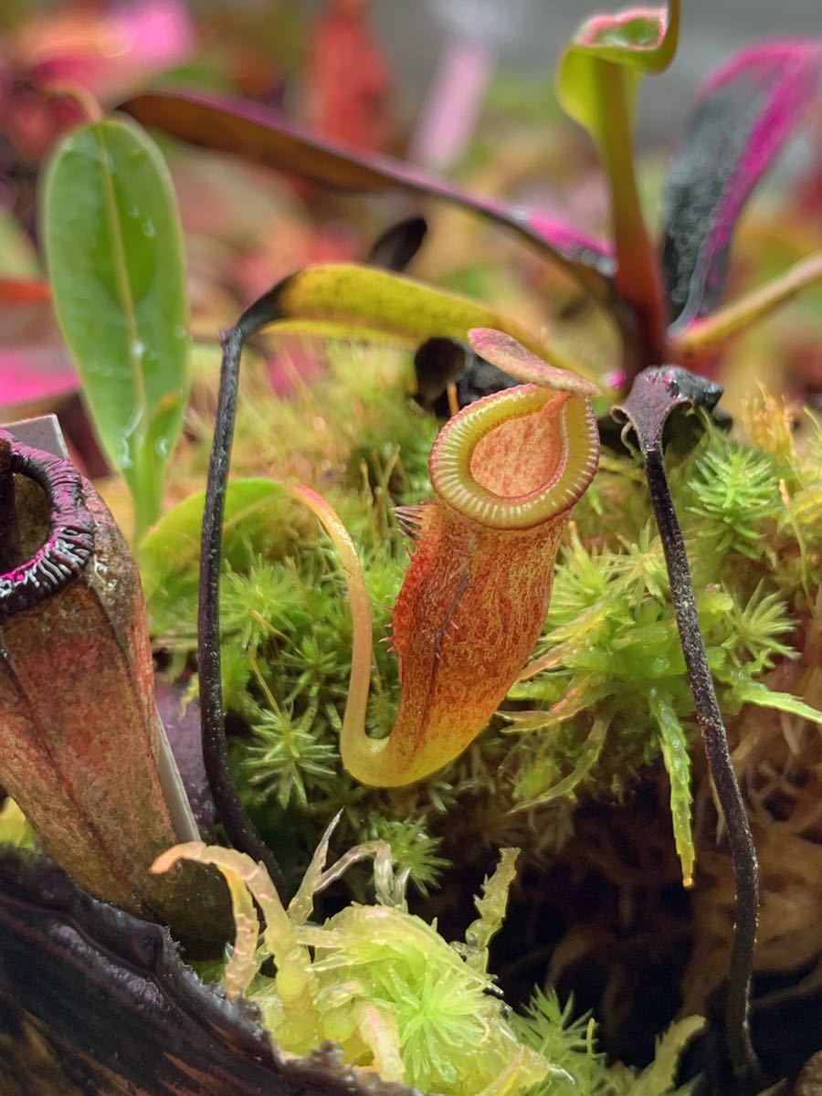 やや傷や汚れあり】ウツボカツラ nepenthes dubia x jamban 種から 2年