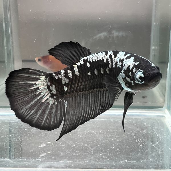 美品 motto_kuma HEXA Black モットクマ ヘキサブラック 商品詳細 | 有限会社サワダマキ