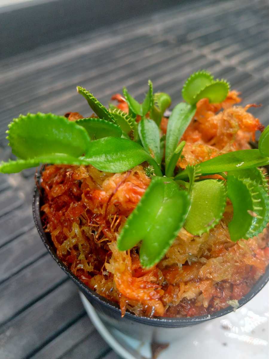 Dionaea Muscipula Ck Green Sowtooth ディオネア ハエトリソウ 食虫植物 破格値下げ Green