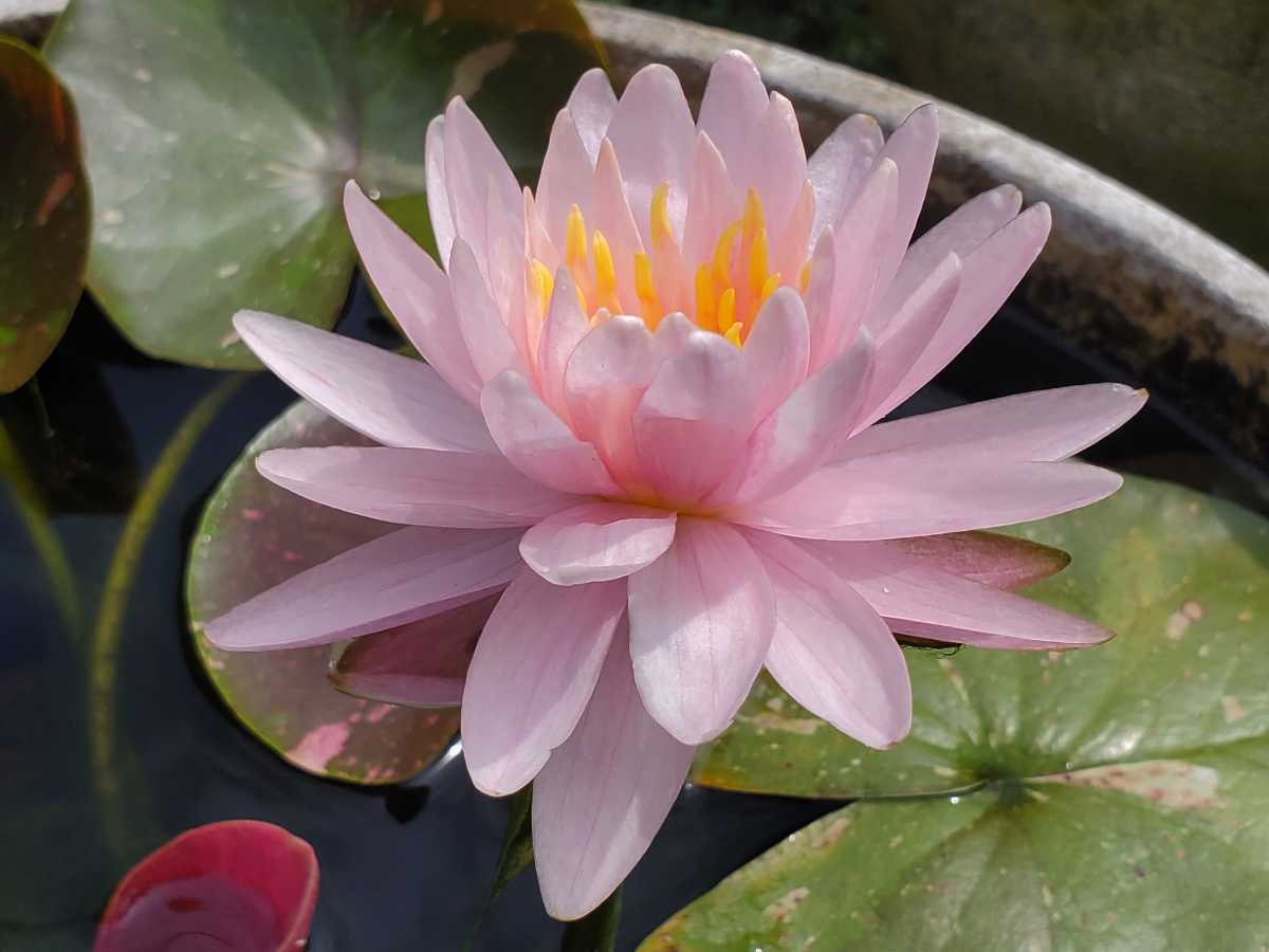 ダイヤモンドクラウン 亜属種 耐寒性睡蓮 スイレン 苗 ダイヤモンドクラウン 亜属種 耐寒性睡蓮 スイレン 苗