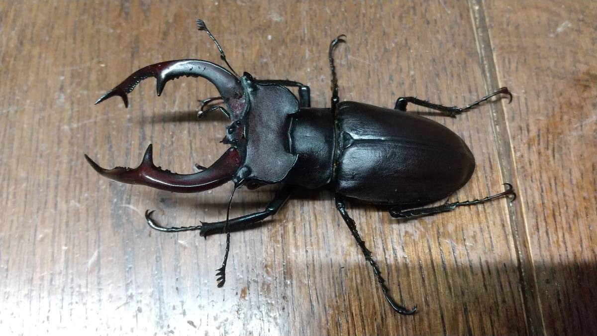 【標本】ユダイクスミヤマクワガタ　トルコ産　91.8ミリ　飼育品 標本】ユダイクスミヤマクワガタ トルコ産 91.8ミリ 飼育品