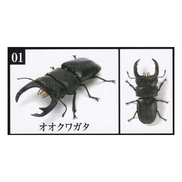 【未使用】いきもの大図鑑 くわがた 03 KUWAGATA 03 オオクワガタ バンダイ ガチャポン フィギュア クワガタ 昆虫 の落札情報