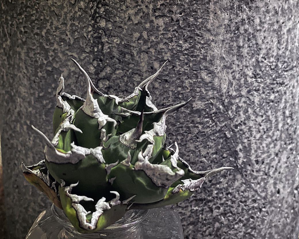 【未使用に近い】no1 超特選株 南アフリカダイアモンドSAD South Africa diamond チタノタ アガベ WHITE