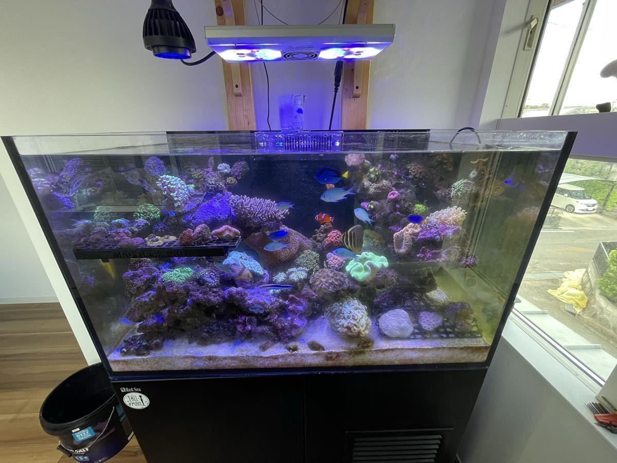 レッドシー 350 水槽 とも 引取限定 超美品 redsea reefer 350 G2 水槽