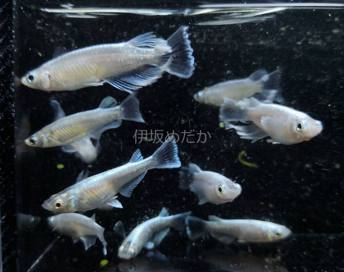 メダカの最近30日の オークション落札価格一覧 オークフリー スマートフォン版