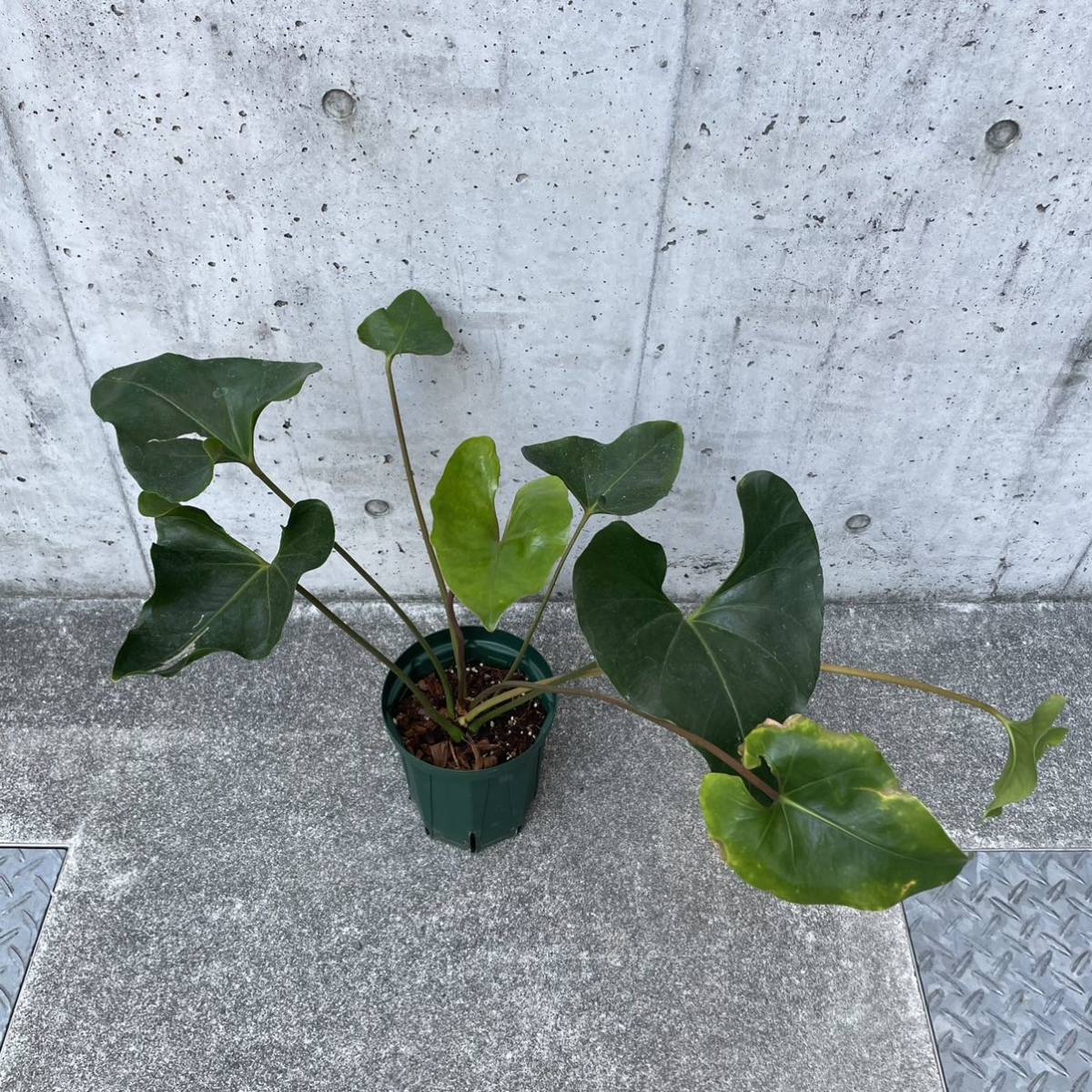 kitchen hanging plants SALE! main image 0