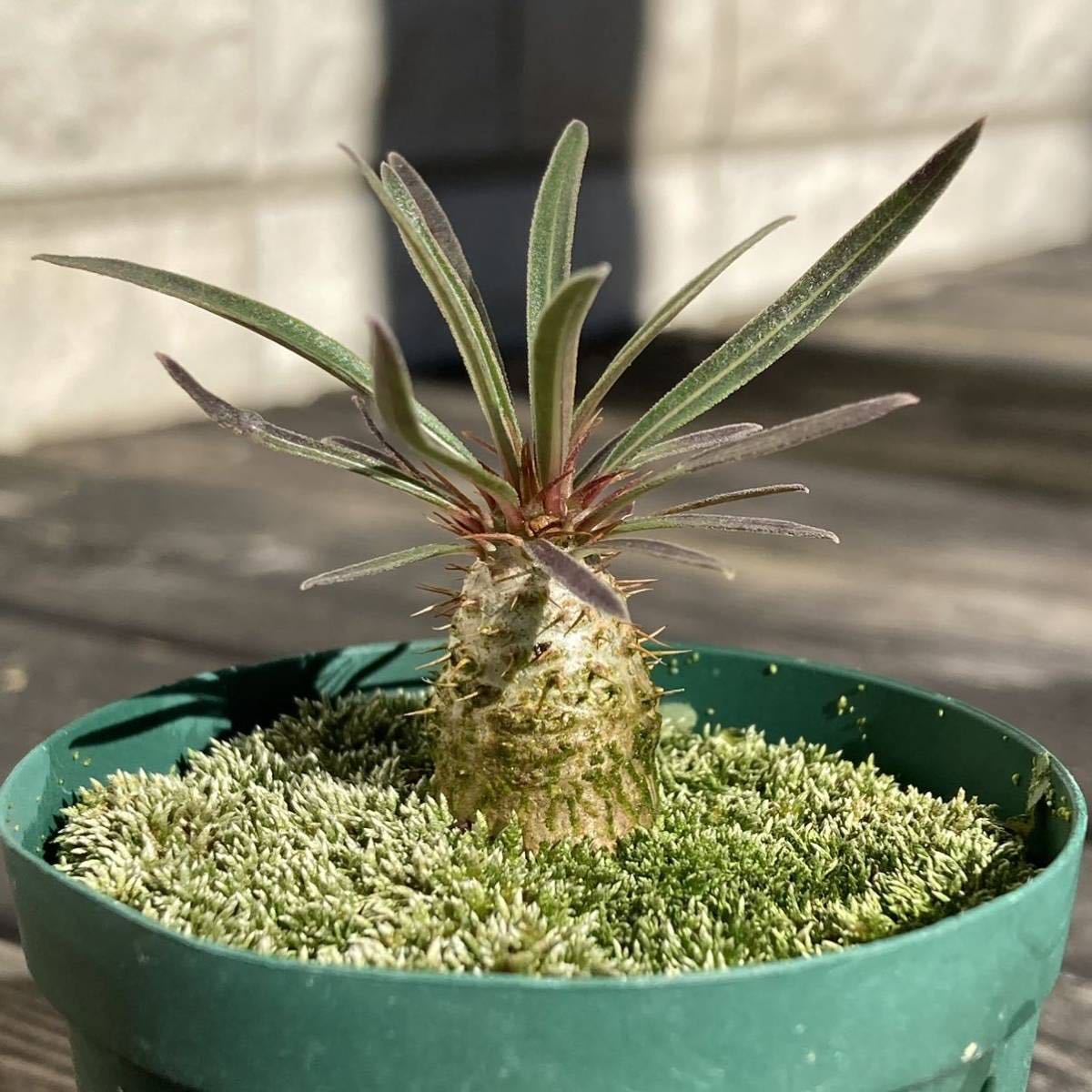 TENDOBOTANICAL 鬼ん形　塊根植物 グラキリス TENDOBOTANICAL 鬼ん形 塊根植物 グラキリス TENDOBOTANICAL