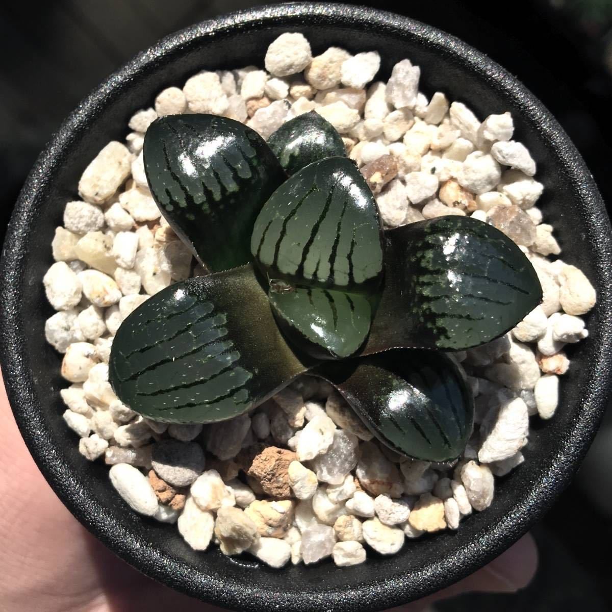 ハオルチア トロピカルナイト錦 極上斑 【公式通販】