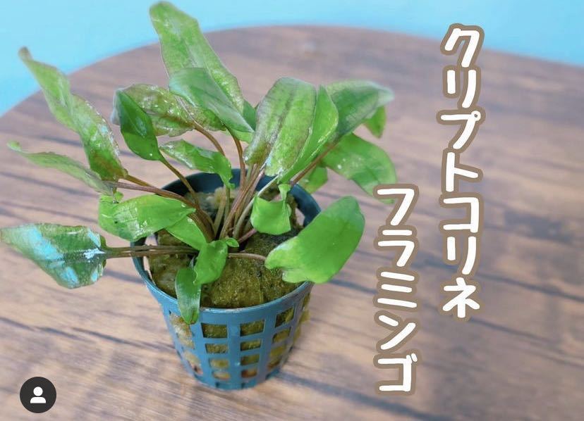 デナリー社 クリプトコリネフラミンゴ 無農薬！ 超特大株