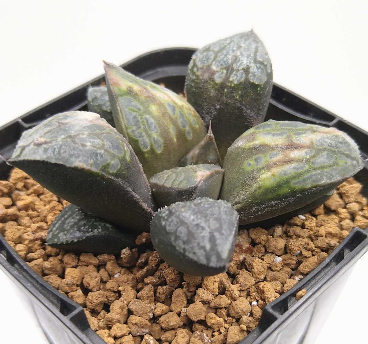 ハオルチア　カンタロープアイランド ハオルチア （アイスキャンディ×カンタロープアイランド）① 葉挿し苗