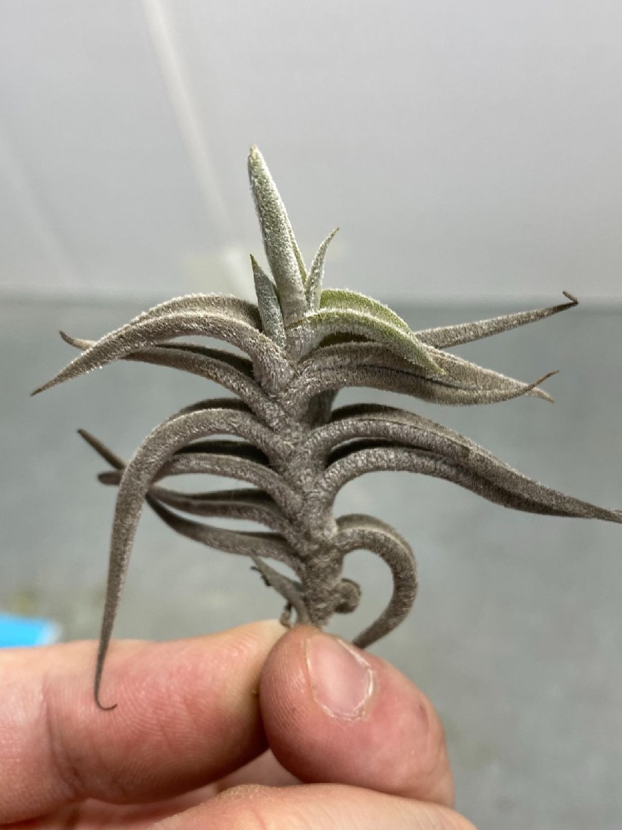 ギリエシー（Tillandsia gilliesii var.gilliesii)チランジア ...