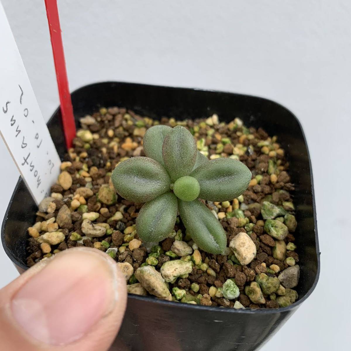 tylecodon aridimontanus チレコドン アリディモンタナス 国内実生 02