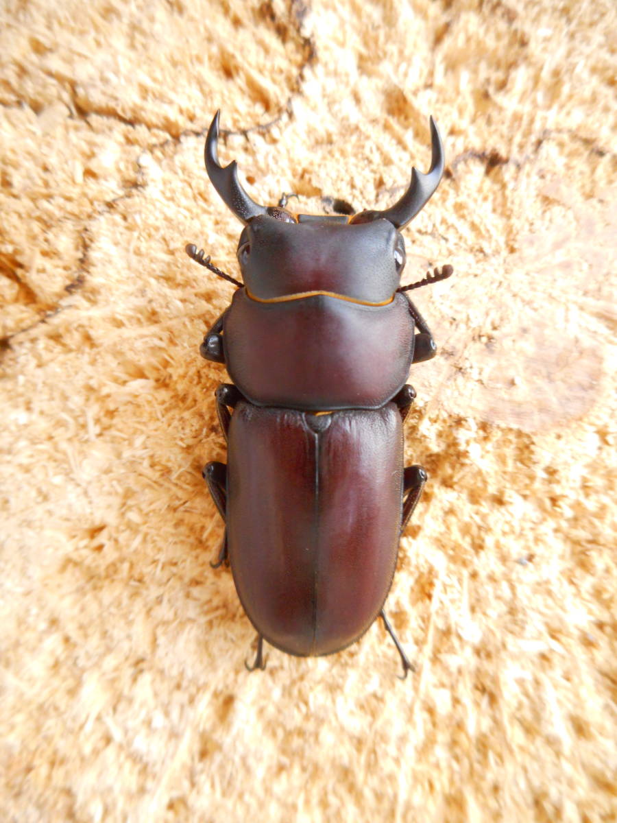 ヤエヤマコクワガタ 成虫 1ペア