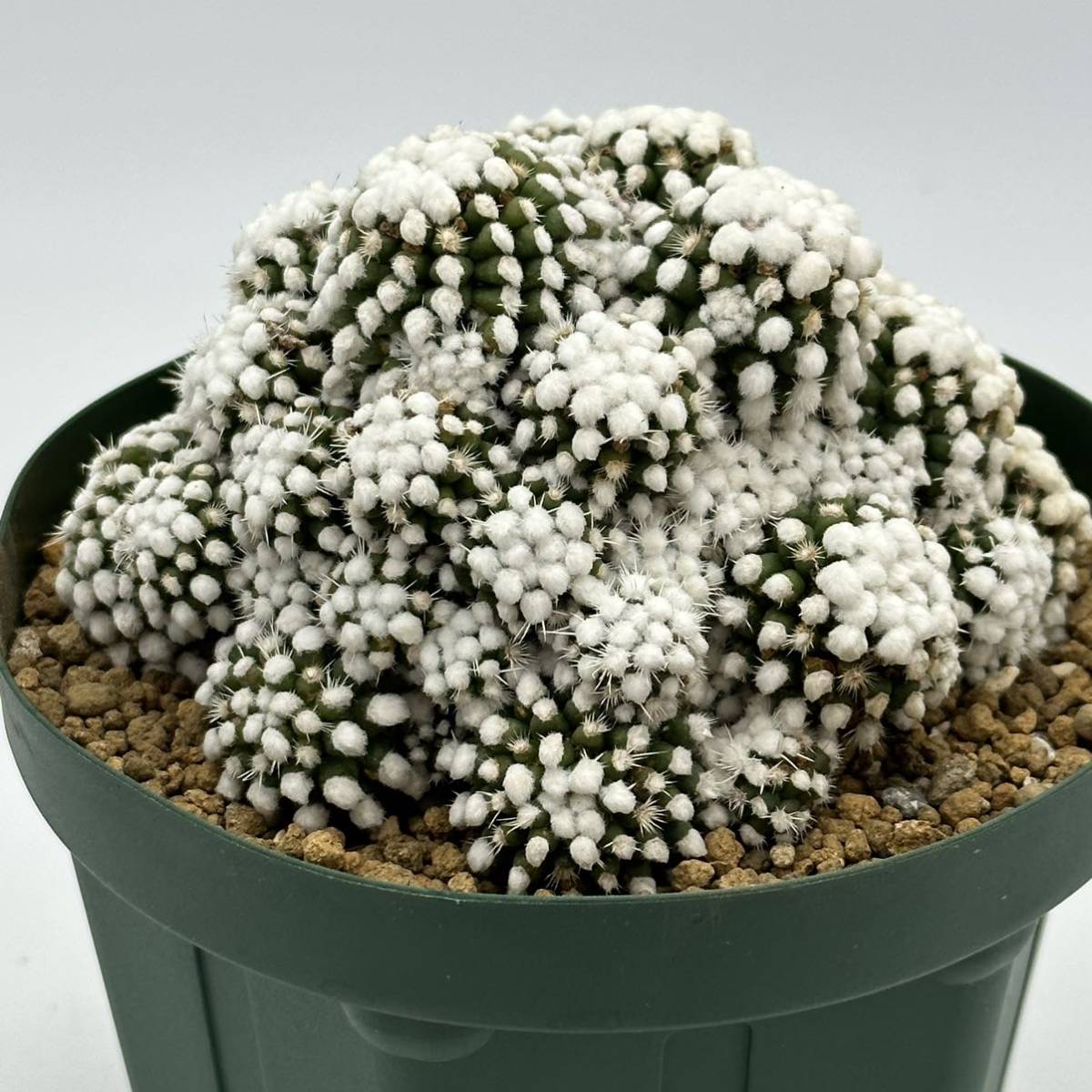 マミラリア - ルエッティ サボテン カキコ 幻のサボテン‼️マミラリア