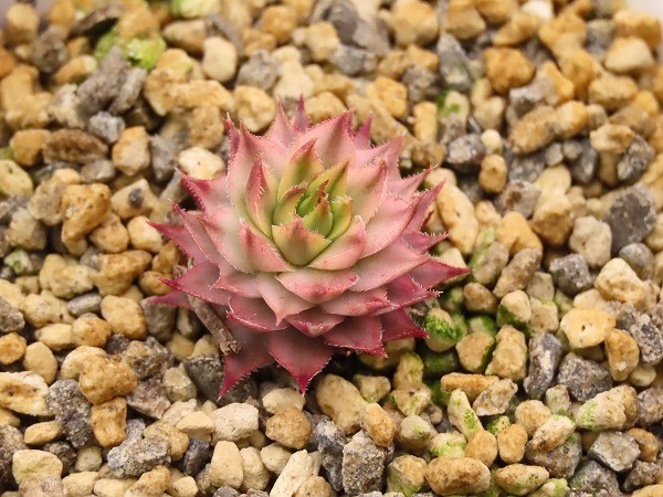 □mettenianum variegata メテニアナム錦 メッテニー錦 【多肉 □mettenianum variegata メテニアナム錦 メッテニー錦 【多肉