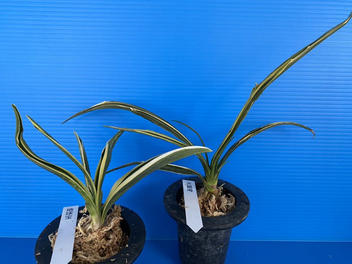 万年青(天賜) 公式通販