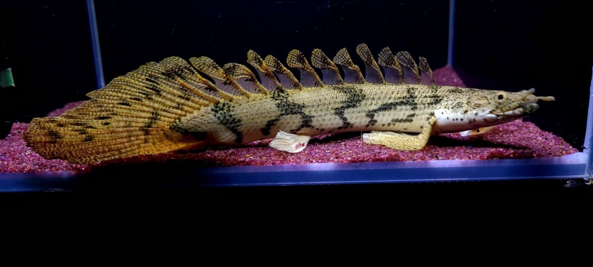 プラチナエンドリケリー 約10cm