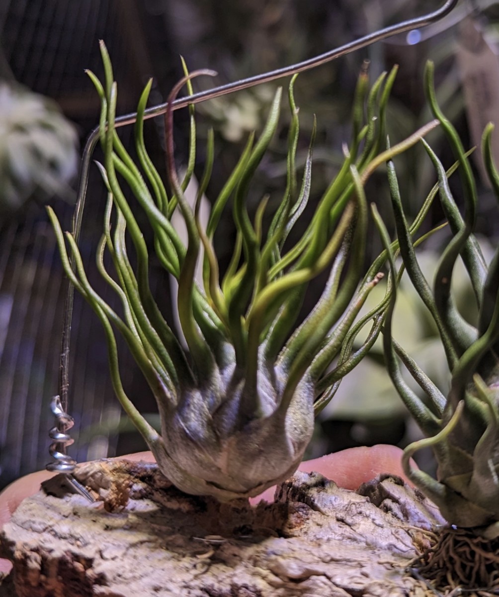 目立った傷や汚れなし】Tillandsia bulbosa 'Witty' エアープランツ