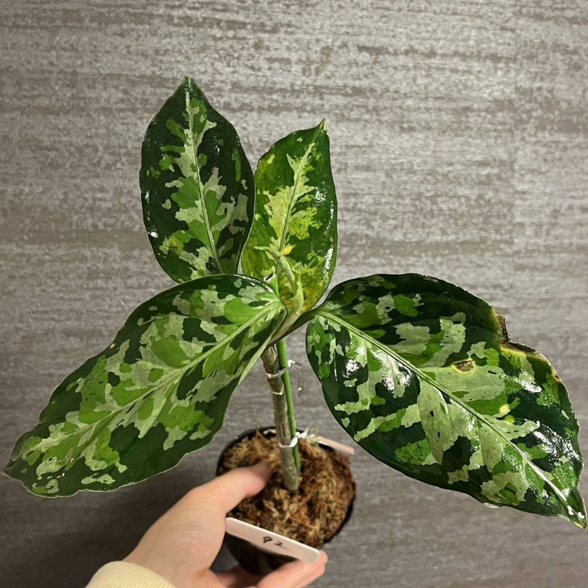 Aglaonema pictumちゃんぷーるfrom P.Pade【AZ0421-1