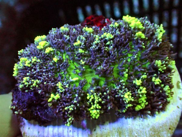 未使用】【AJISAI】＊ビッグサイズ＊『Magic Carpet Bounce Mushroom