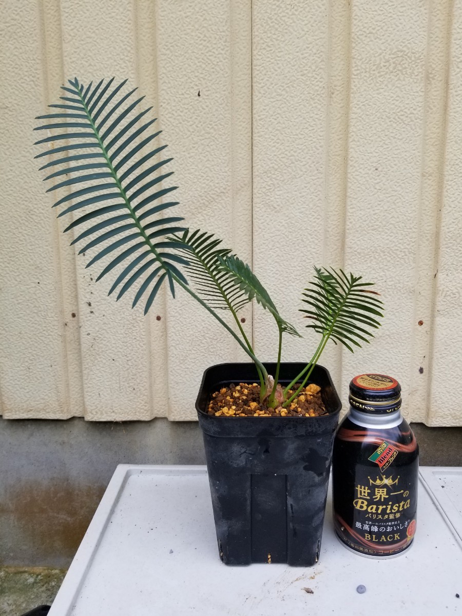 ディオーンエデュレ 実生苗 3年程度