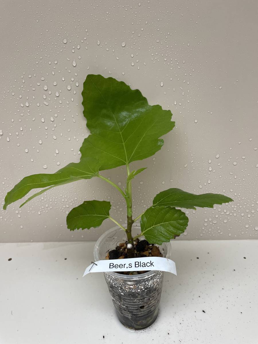 Madeira Island Black苗木いちじく Madeira Island Black苗木いちじく