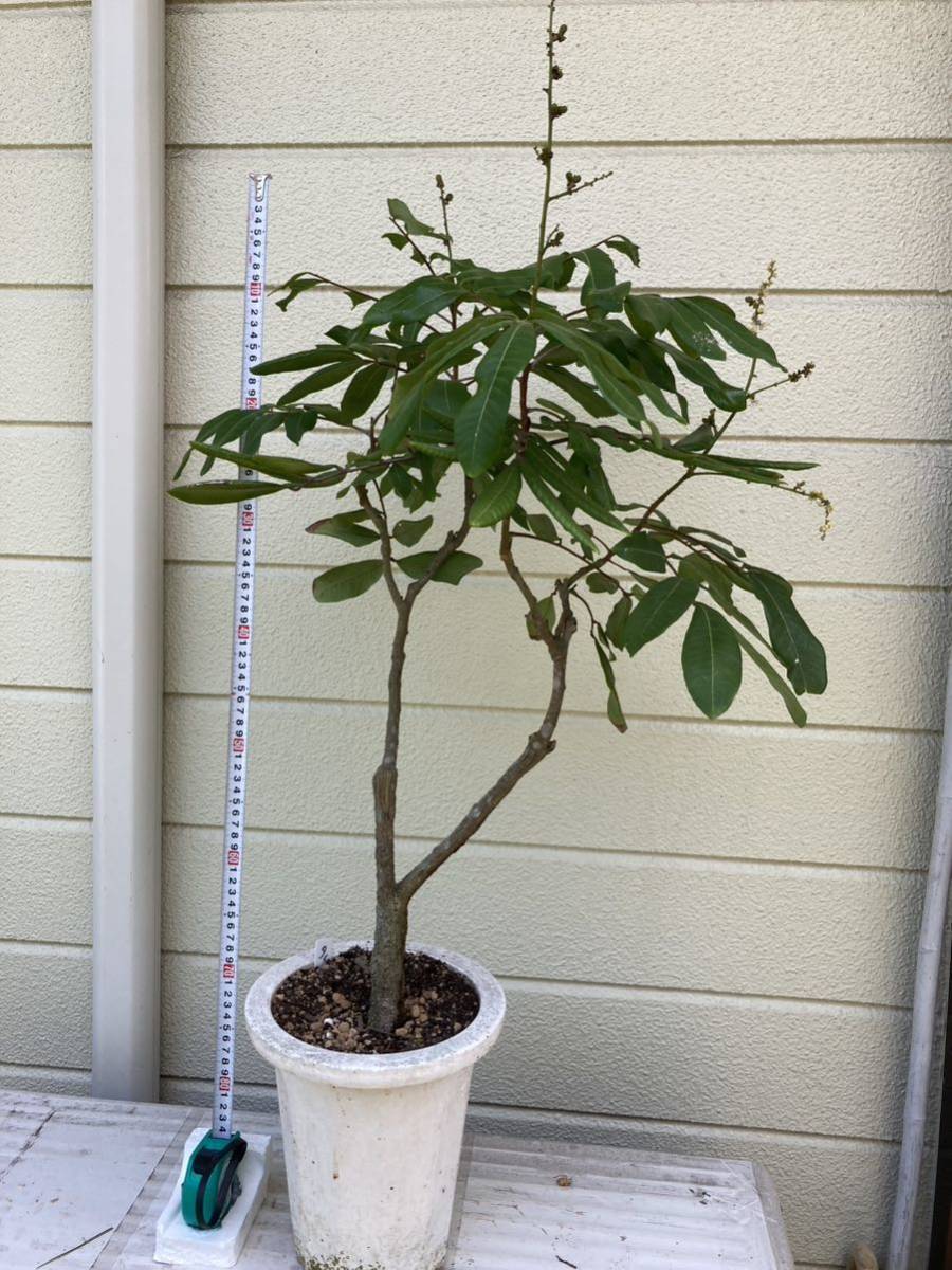 ロンガン　リュウガン　タイウェン　ロンガン苗木 ロンガン リュウガン タイウェン ロンガン苗木