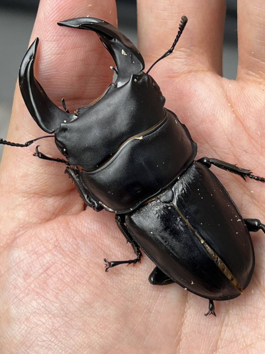 ホペイ ホーペ [北峰産] 81炎駒Sチビペア