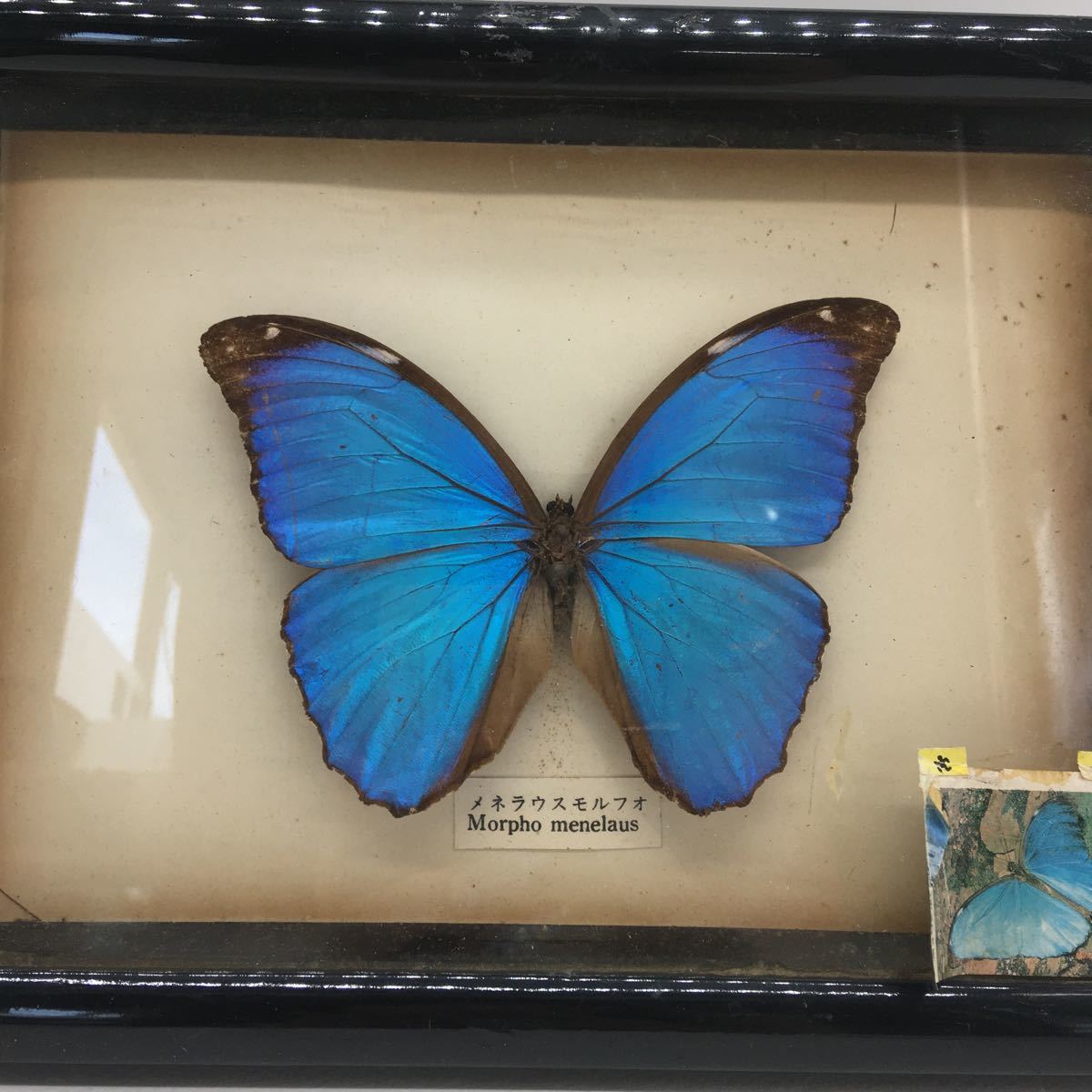 希少品 モルフォ蝶 モルフォチョウ 額入 標本 羽細工 壁掛け アート作品