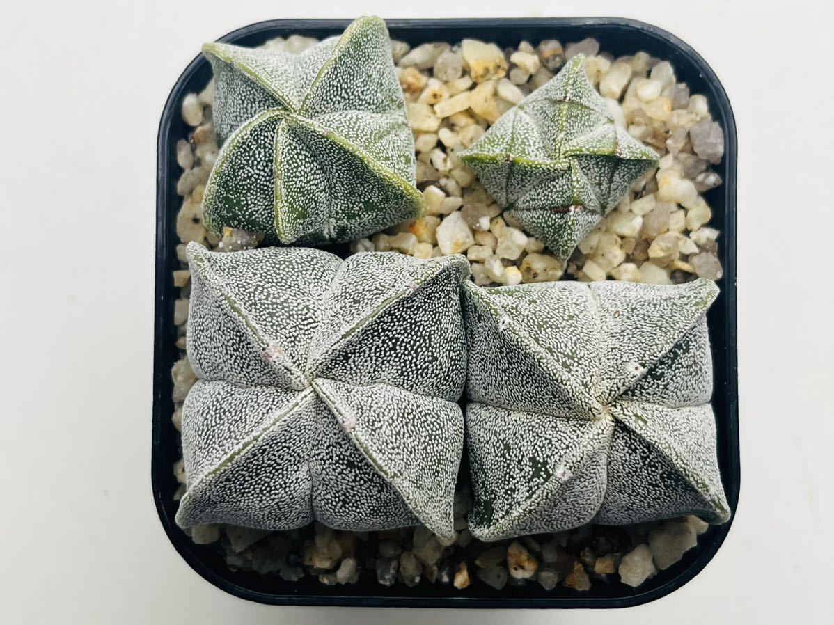 アストロフィツム 恩塚ランポー玉×ストロンギロゴナム 大きめ 鸞鳳玉