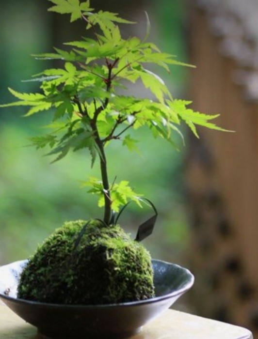 やや傷や汚れあり】MINIモミジ 紅葉 苔玉 盆栽 盆栽 苔 苔テラリウム