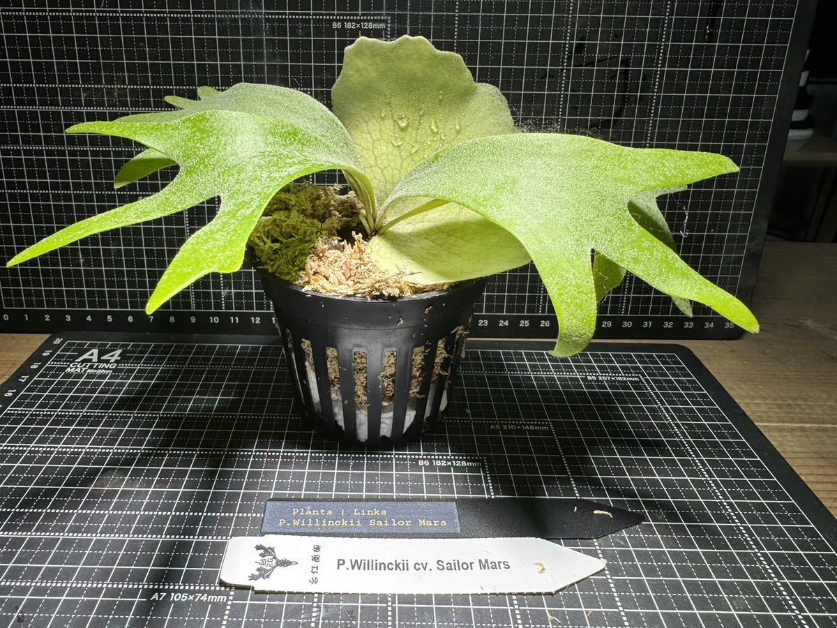 ビカクシダ ウィリンキー 