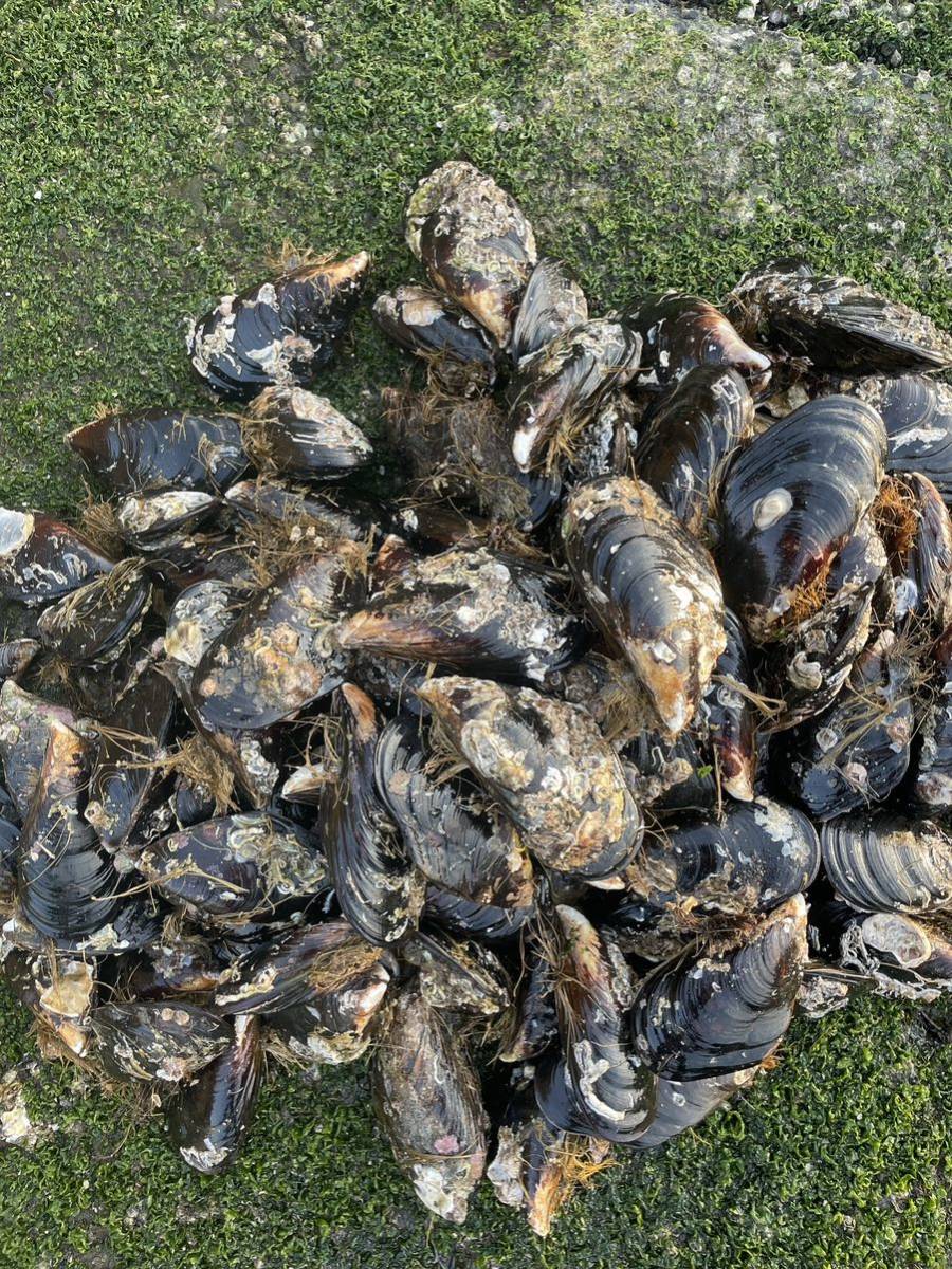 イシダイ エサ 瀬戸貝 イガイ カラス貝 セトガイ 石鯛 底物 40個