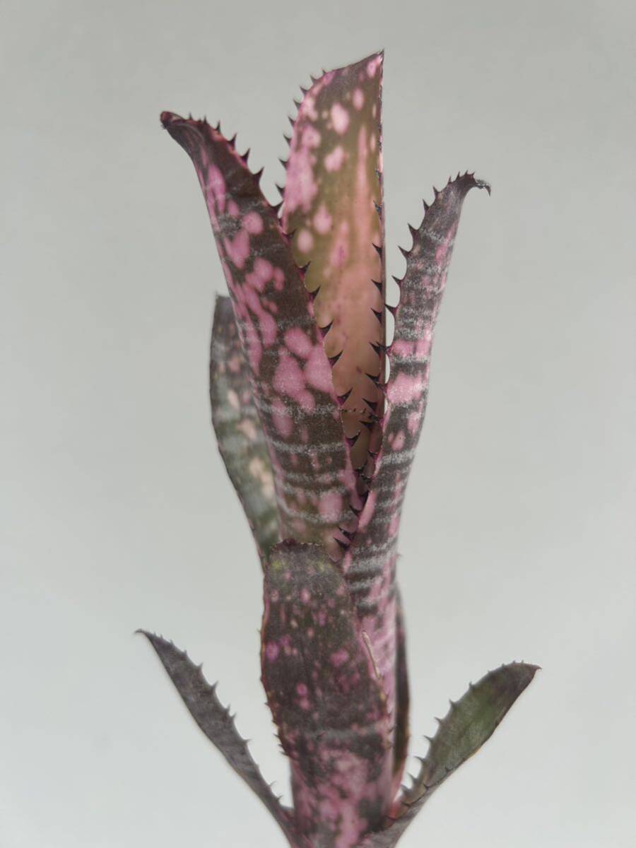 やや傷や汚れあり】Billbergia Kolan Marble Shark ビルベルギア