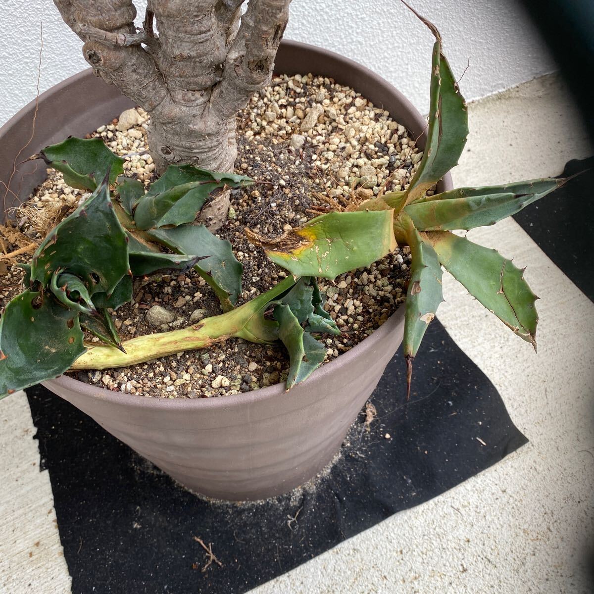 H*3様 アガベ フェロックス 斑入り リップルエフェクト オリザバ